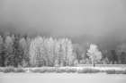 Wyoming, Jackson. Grand Teton NP, Frost-covered aspen trees create a lacy look at Oxbow Bend Art Print